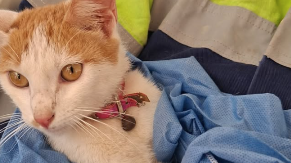 Gata é resgatada na Venezuela após 23 dias presa sob escombros de terremoto