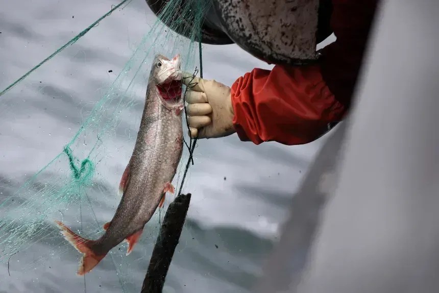 A pesca nos Grandes Lagos resistiu às tempestades causadas pelas lampreias marinhas parasitas. Agora, os mexilhões invasores representam uma ameaça existencial • Scott Olson/Getty Images