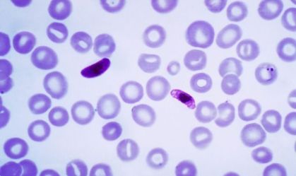image (4)
