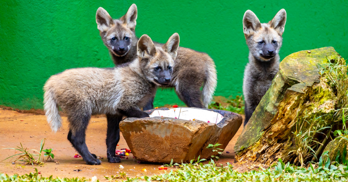 Zoológico de São Paulo apresenta trio de filhotes de lobo-guará