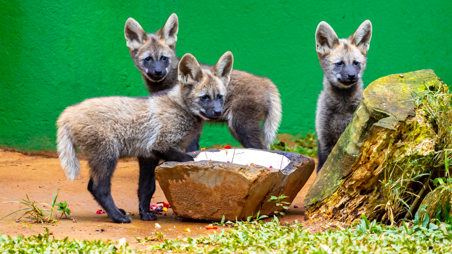lobo guara (4)