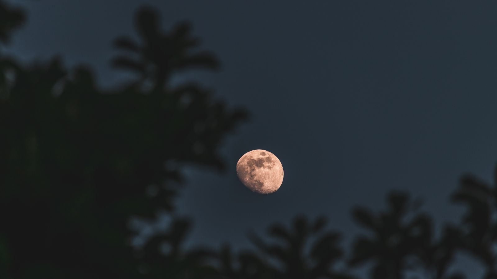 Lua dos Cervos acontece nesta quarta-feira (29)