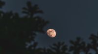 Lua dos Cervos: saiba o que evitar e se o seu signo será afetado
