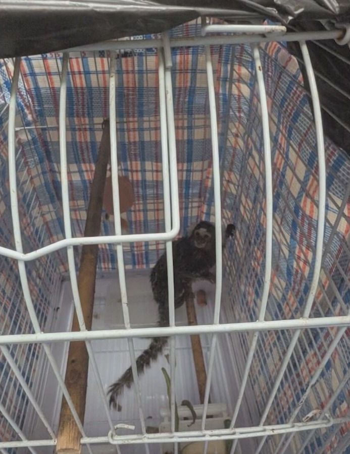 Macaco é encontrado em ônibus em Londres • RSPCA/ VIA CNN