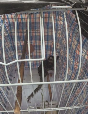 Macaco é encontrado em ônibus em Londres • RSPCA/ VIA CNN