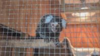 Macaco achado em ônibus de Londres reacende temores de abandono de animais