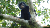 Macaco de lábios alaranjados é descoberto no Congo: "Realmente emocionante"
