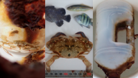 Caranguejo cresce meses dentro de garrafa à deriva no mar e é achado vivo