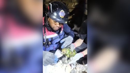 Bombeiros da Venezuela resgatam papagaio em escombros dos terremotos