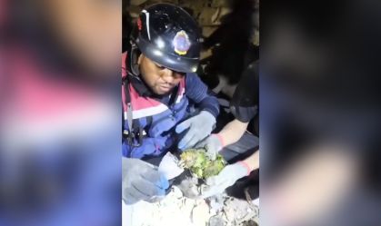 Bombeiros da Venezuela resgatam papagaio em escombros dos terremotos