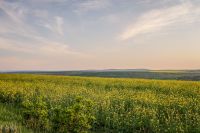 Mosaic e Elicit Plant desenvolvem solução para canola na América do Norte