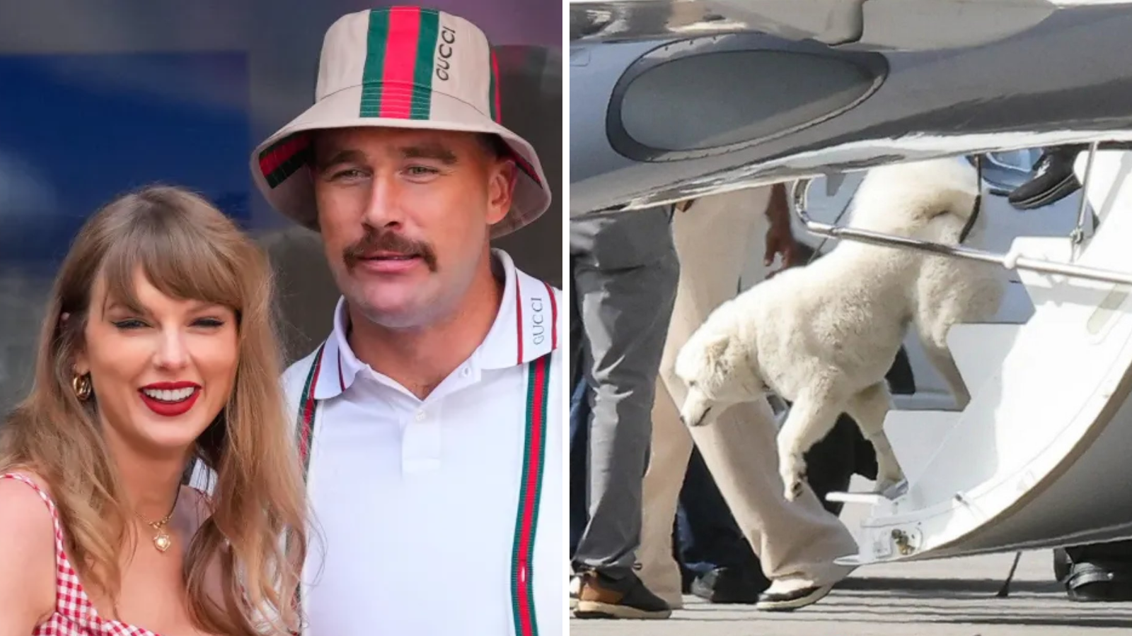 Taylor Swift e Travis Kelce são pais de um novo cachorro