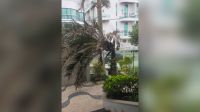 Ventos levam caos ao Rio de Janeiro: veja estragos e números do apagão