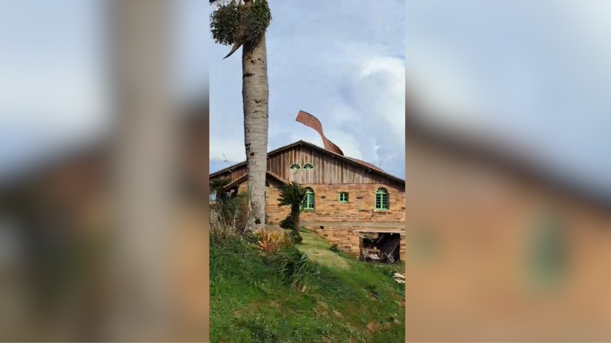Chuvas no RS: Árvore de grande porte cai sobre casa na Serra Gaúcha