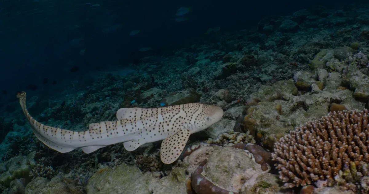 'Shark Nannies' Raise Pups for Release Into Wild