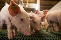 Volume de carne suína exportada sobe em julho de 2026, mas receita recua