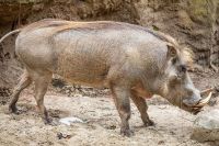 "Pumba" brasileiro tem sessão de pedicure para alinhar os cascos