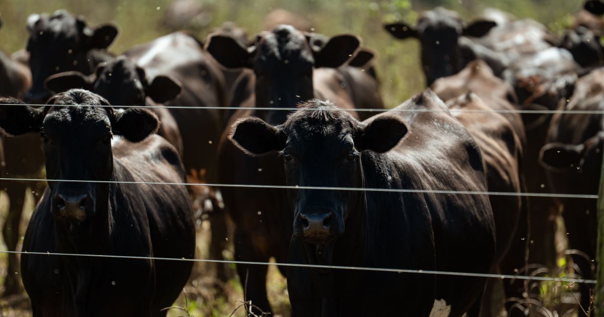 Oferta menor de gado deve sustentar preços do boi no segundo semestre