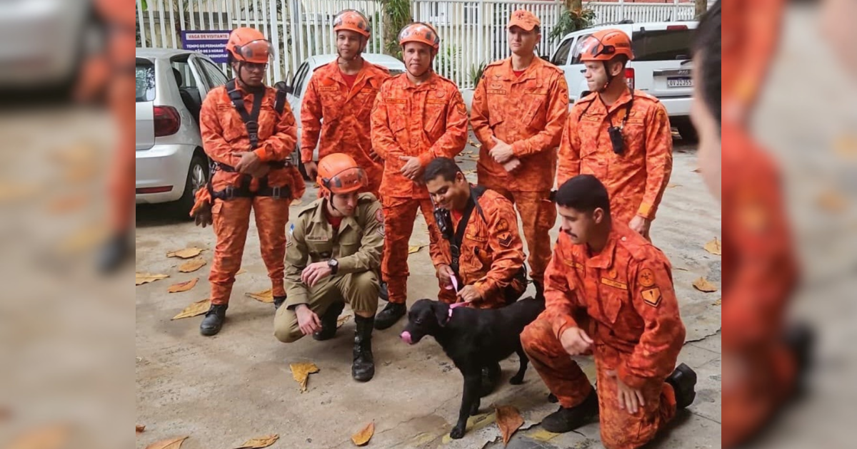 Corpo de Bombeiros resgata mais de 18 mil animais no Rio em oito meses