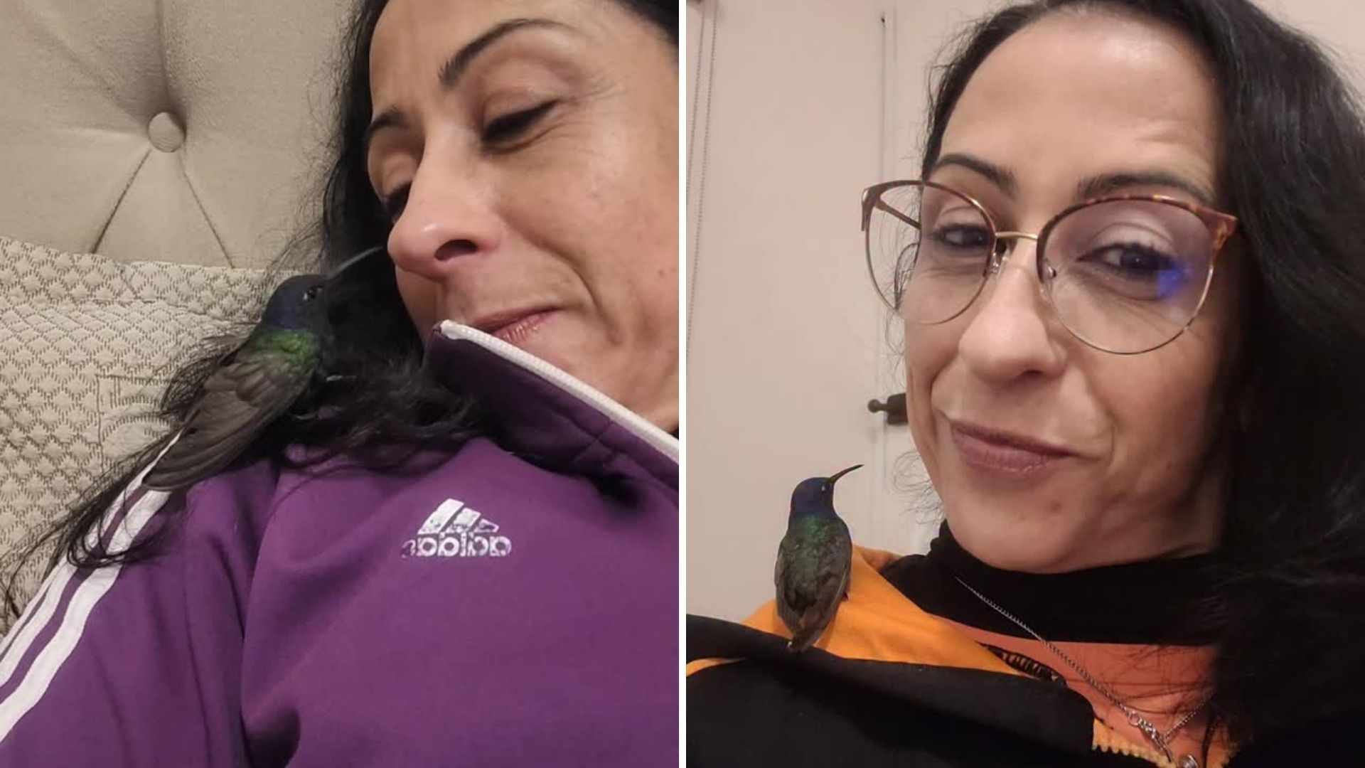 Beija-flor Pedrinho agradece à cuidadora ao retornar à natureza Ganhei um
