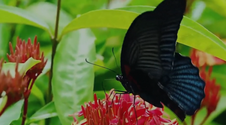 Chinese Scientists Unveil Butterfly-Inspired Air Sensor