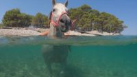 Vídeo: Em meio à onda de calor na Croácia pessoas andam a cavalo na água