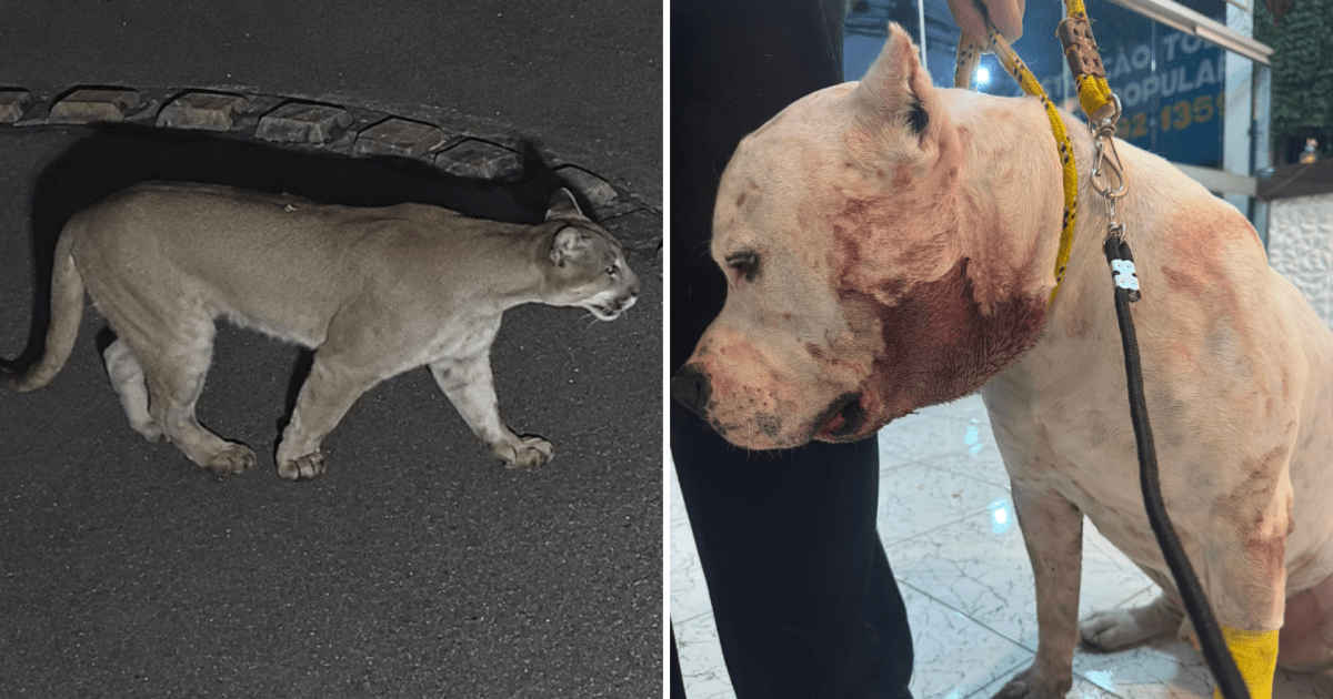 Onça-parda invade condomínio e ataca pitbull na zona Norte de SP Onça-parda invade condomínio e ataca pitbull na zona Norte de SP
