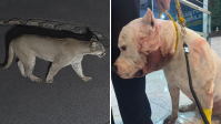 Onça-parda invade condomínio e ataca pitbull na zona Norte de SP