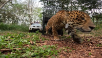 Onça-pintada resgatada em Foz do Iguaçu volta à floresta com GPS; vídeo
