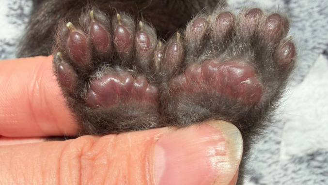 Gato com 29 dedos bate recorde mundial e donos batizam animal de ‘Erebus Anomaly’