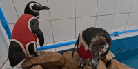 Cientistas criam traje de cobre e zinco para pinguins