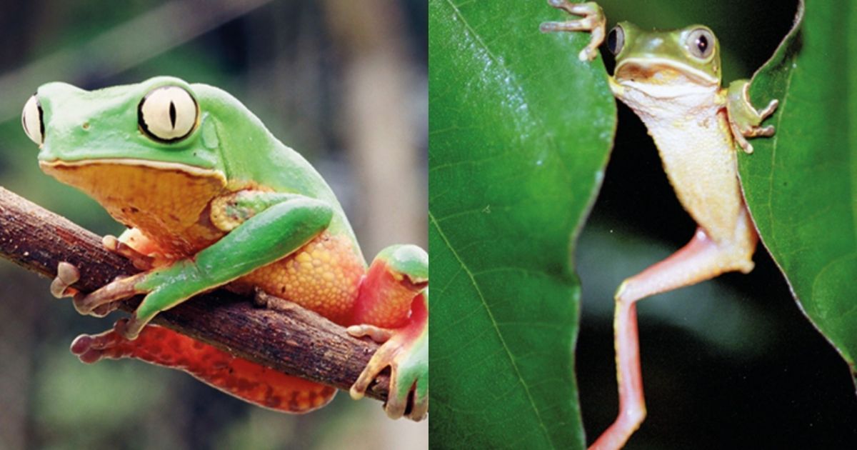 Perereca-macaco em meio à vegetação da Mata Atlântica