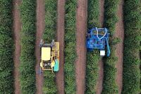 Colheita de café chega a 81% no Cerrado Mineiro, aponta Expocacer