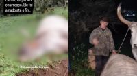 Morre boi Tigrinho, considerado o mais velho do Brasil, com 33 anos, em SC