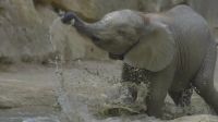 Vídeo: Elefante bebê se refresca em zoo da Áustria durante onda de calor