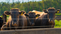 Guidara aposta em carne Wagyu para superar 50% da receita em 2026