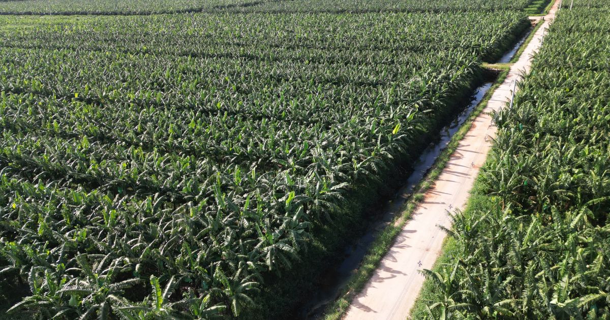 Yara e Bananas Corrêa lançam projeto para descarbonizar banana