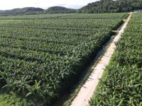 Yara e Bananas Corrêa lançam projeto para descarbonizar banana