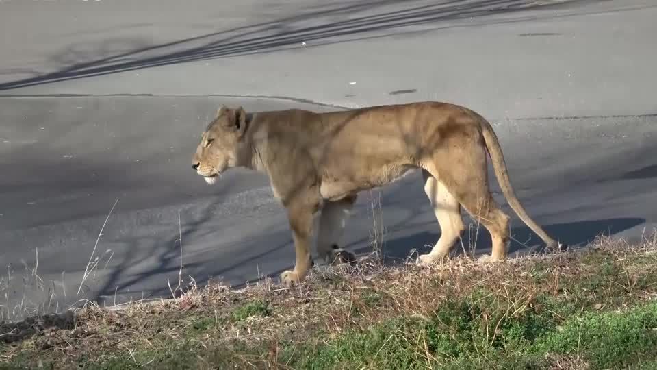 Three lions die of suspected heatstroke at Tokyo zoo