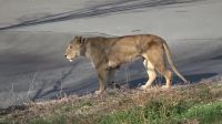 Três leoas morrem em zoológico de Tóquio em meio a onda de calor