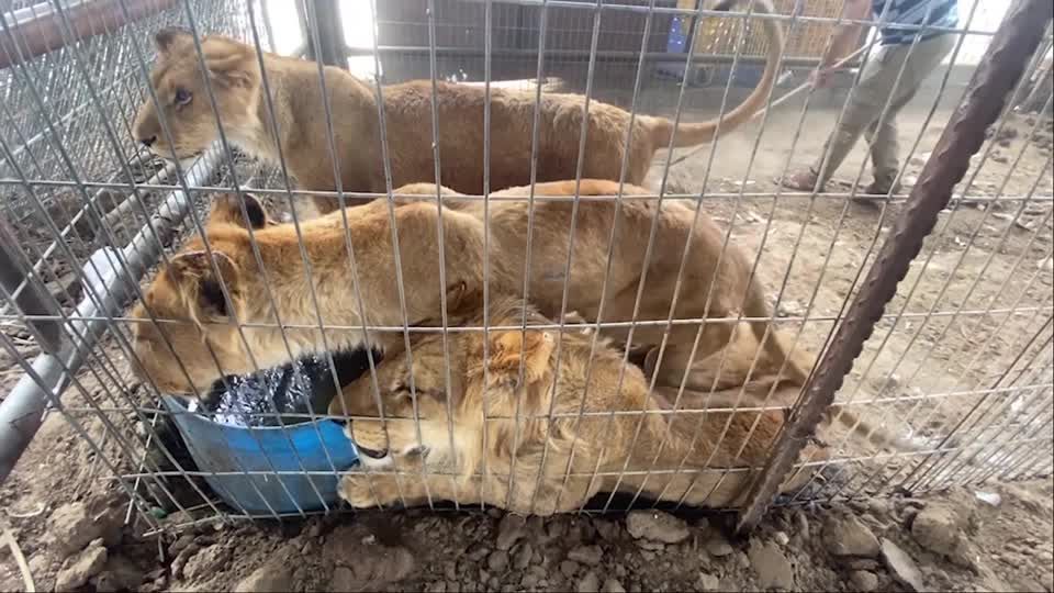 Animais de zoológico em Gaza sofrem com os efeitos da guerra