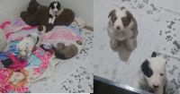 Pequenos, fofos e chorões: filhotes de Border Collie viralizam nas redes