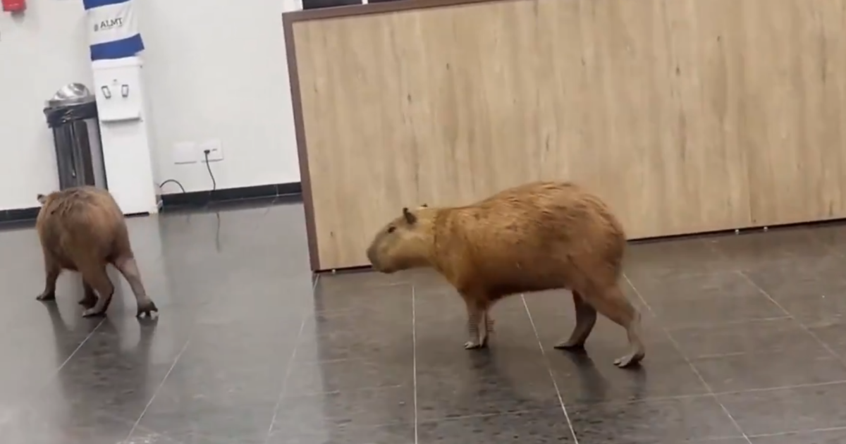 Capivaras invadem a Assembleia Legislativa de MT e cena viraliza nas redes