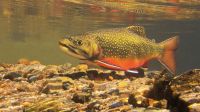 'Supermachos' são criados por cientistas para combater espécie invasora de peixe