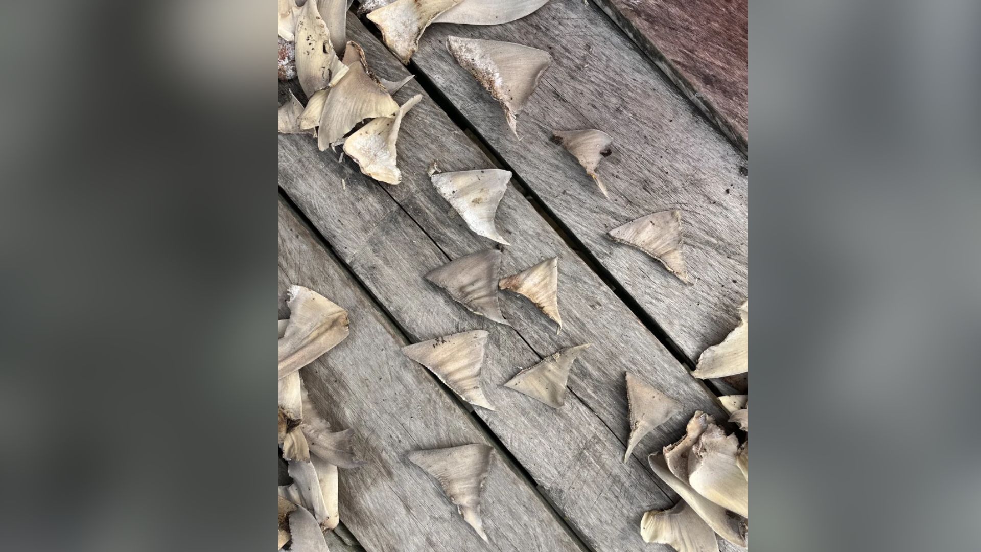 Baratanas de tubarão secando em Kalimantan do Norte. Pesquisadores analisaram amostras e descobriram que muitas eram de tubarões-do-Ganges. • Kiesha Lara Venga