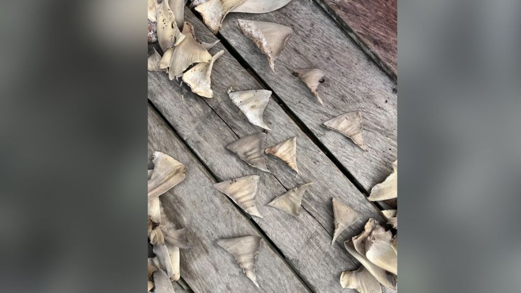 Baratanas de tubarão secando em Kalimantan do Norte. Pesquisadores analisaram amostras e descobriram que muitas eram de tubarões-do-Ganges. • Kiesha Lara Venga