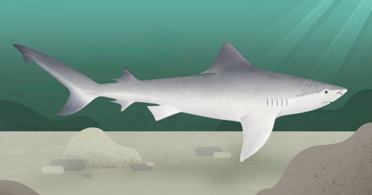 Ganges Shark Population Discovered in North Kalimantan