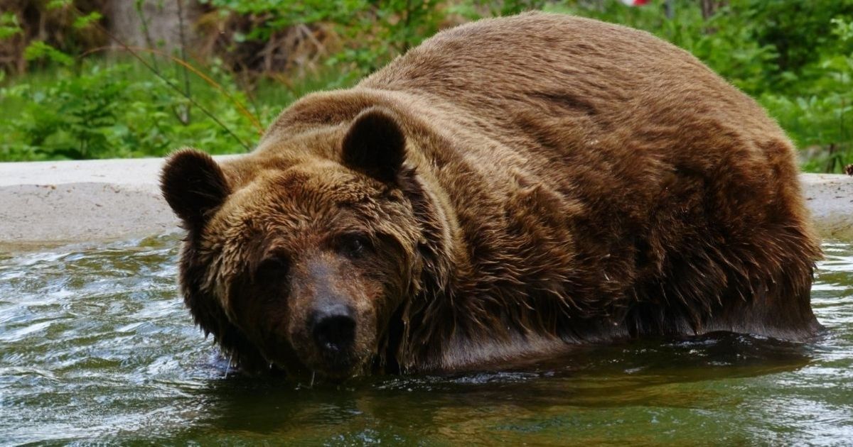 Florestas jurássicas são recriadas por cientistas que mostram como eram os sons daquela época