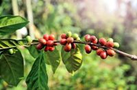 Safra volumosa aumenta pressão sobre preços do café, aponta Rabobank