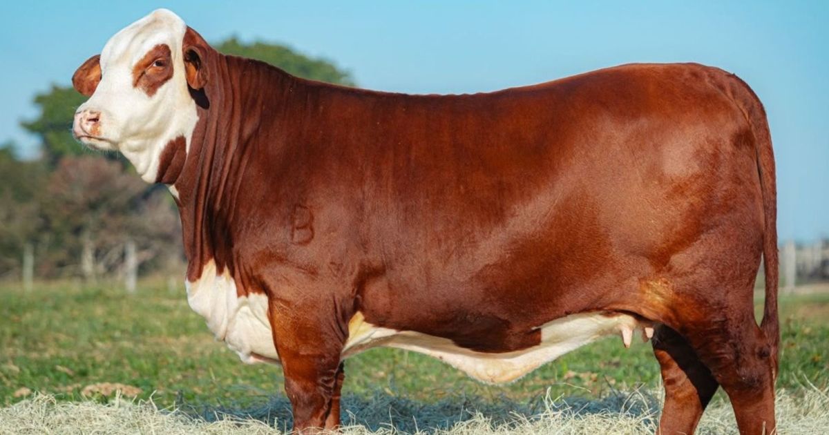 Fêmea Braford Jasmine da Pitanga na 49ª Expointer, em Esteio